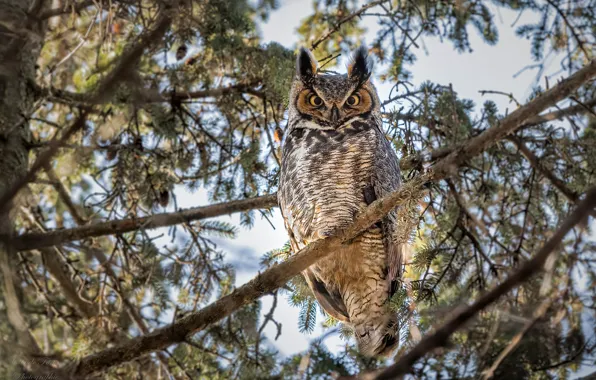 Picture forest, trees, branches, nature, owl, bird, bokeh, Great Horned Owl