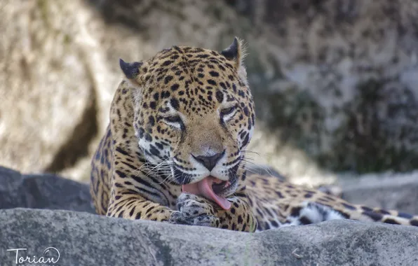 Language, face, paw, predator, Jaguar, wild cat, washing