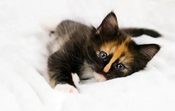 Cat, look, pose, kitty, black, baby, bed, cute