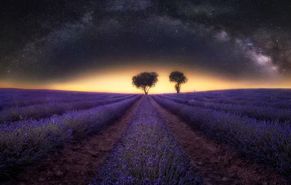 Field, stars, light, flowers, night, tree, The milky way, the ranks