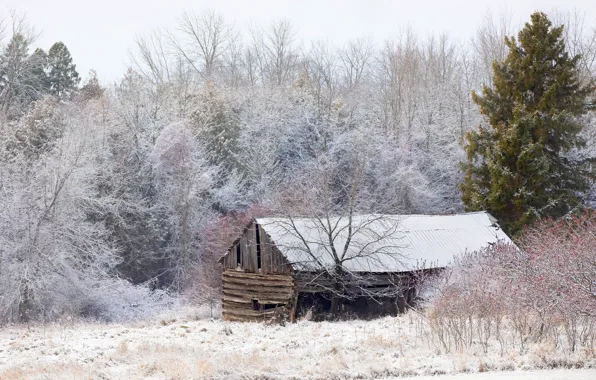 Winter, forest, snow, trees, the barn