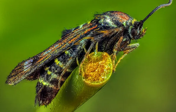 Macro, stem, insect, bokeh, Oleg Savitsky, Malinnitsa