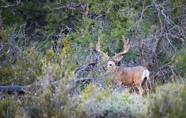 Forest, thickets, deer, horns, posing, handsome
