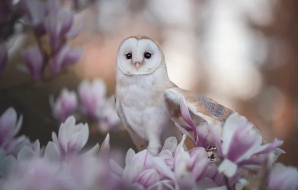 Picture look, flowers, branches, owl, bird, portrait, spring, pink