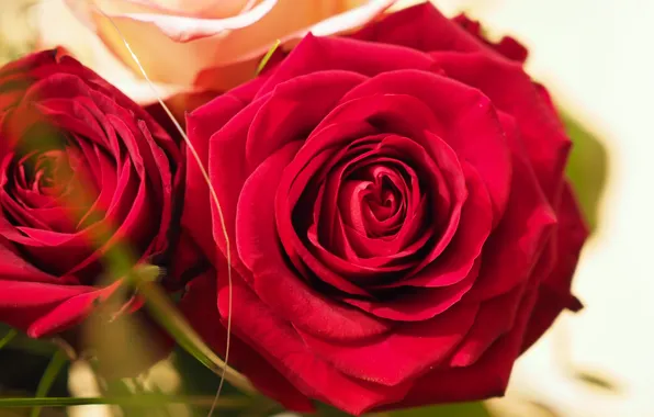 Picture Bokeh, Red roses, Red roses