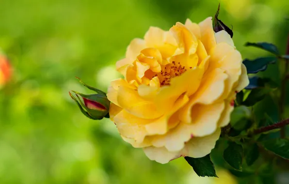 Macro, rose, petals, Bud, yellow