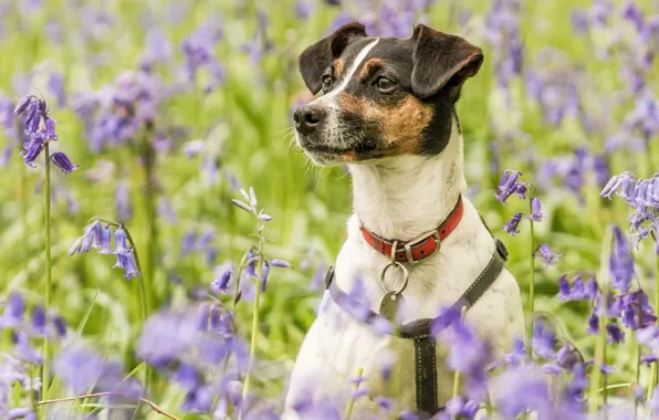 Picture flowers, portrait, dog, meadow, collar, bells