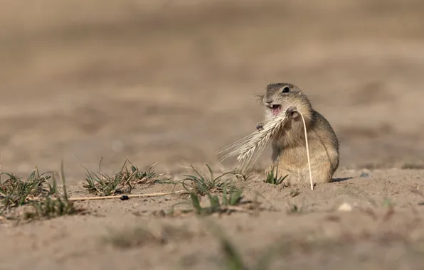 Picture field, pose, teeth, spikelets, gopher, stand, rodent, meal
