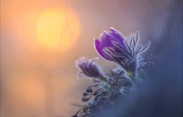 The sun, flowers, nature, dawn, blur, spring, morning, slope