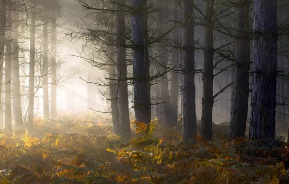 Forest, light, fog, morning, fern
