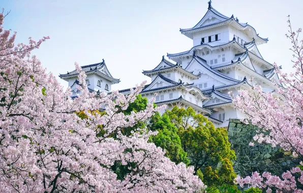 Picture trees, castle, Japan, Sakura, pagoda