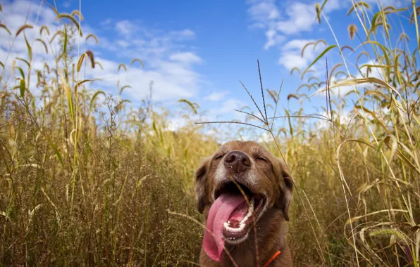 Picture field, each, animal, dog, stuck out his tongue