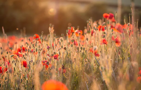 Summer, light, flowers, red, heat, Maki