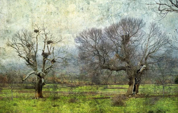 Picture field, trees, landscape, style