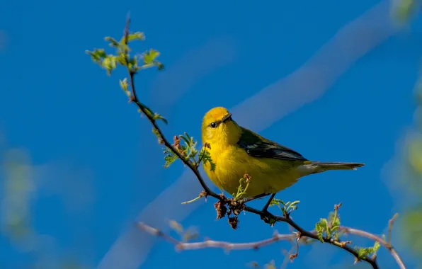 The sky, branches, bird, color, feathers