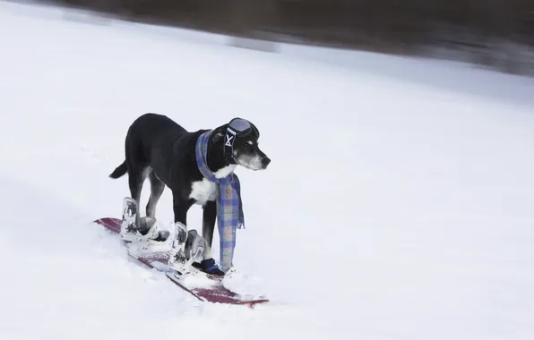 Picture each, dog, ski
