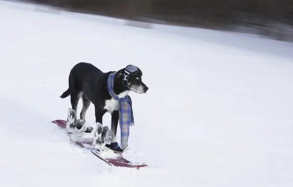 Each, ski, dog