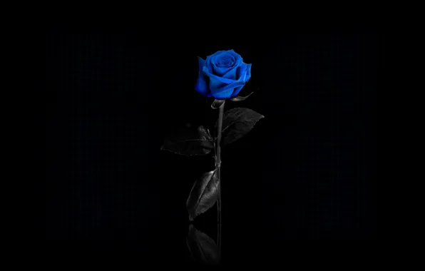 Mesh, Black background, blue rose