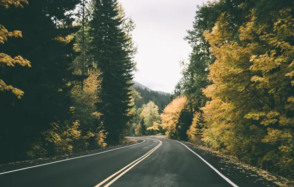 Road, autumn, forest