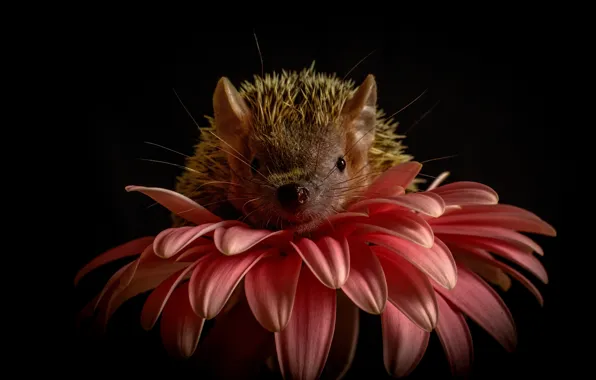 Flower, look, pink, petals, muzzle, hedgehog, black background, hedgehog