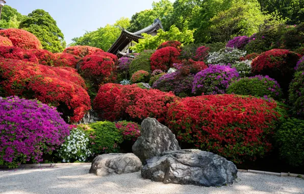 Stones, Japan, garden, Japan, Kyoto, Kyoto, flowers, garden