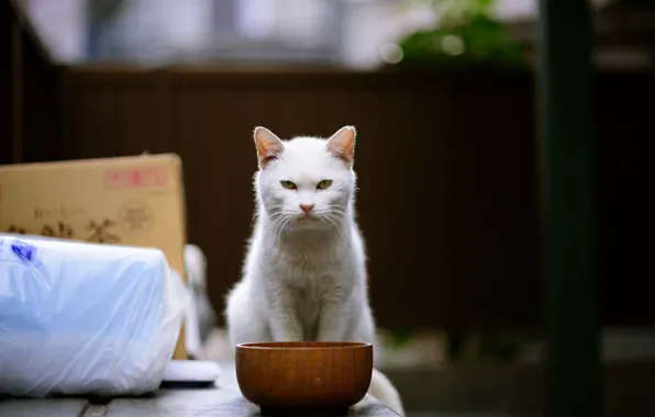 Picture cat, look, bowl, aggressive
