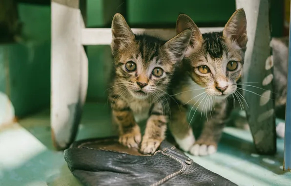 Look, light, kitty, kittens, legs, grey, a couple, two