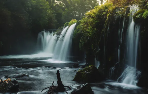 Forest, summer, water, trees, landscape, nature, Park, stones