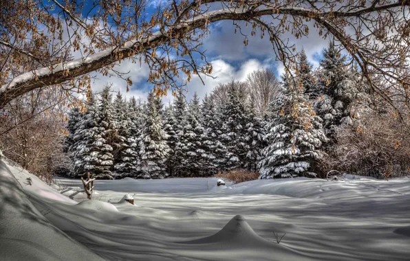 Winter, forest, clouds, snow, trees, branches, the snow