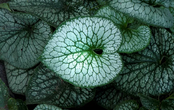 Picture leaves, nature, plant