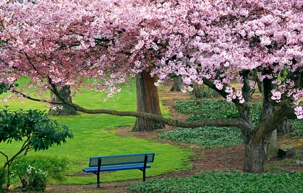 Trees, bench, Park, Nature, Sakura, shop, cherry blossoms
