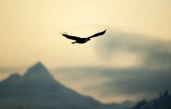 The sky, freedom, flight, nature, bird, eagle, calm, blur