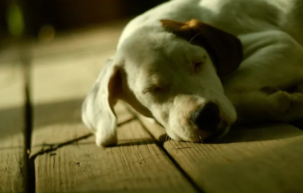 House, each, dog