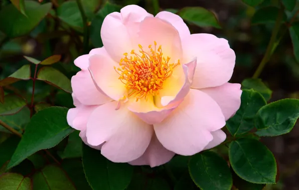 Leaves, flowers, roses, petals, garden, gentle, pink, the opened Bud