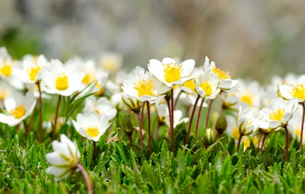 Picture tenderness, spring, anemones, anemone