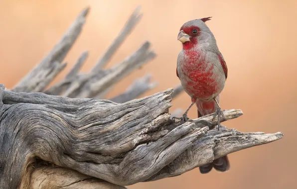 Nature, bird, Cardinal