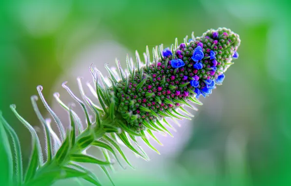 Flower, nature, plant, stem