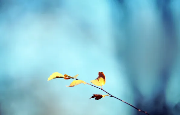 Picture autumn, the sky, leaves, sprig, background, yellow, turquoise, dedevo