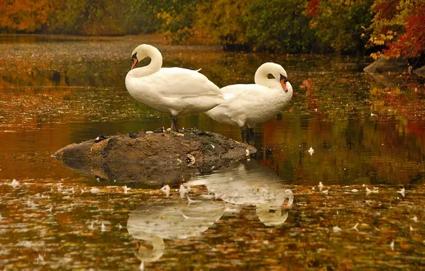 STONE, WATER, PAIR, LEAVES, REFLECTION, WHITE, BIRDS, GRACEFULLY