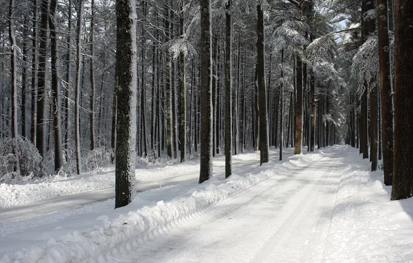 Picture road, trees, winter, snow