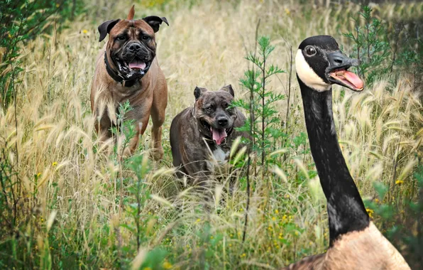 Dogs, chase, goose