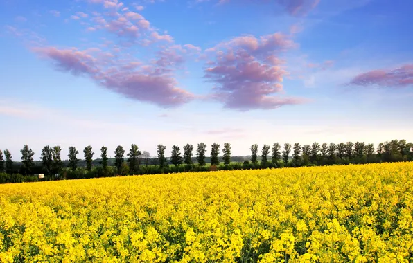 Picture the sky, clouds, trees, blue, spring, meadow, blooming, Yellow field