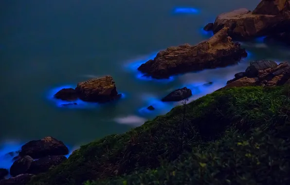 Picture bioluminescent algae, The Taiwan Strait, the Islands of matsu