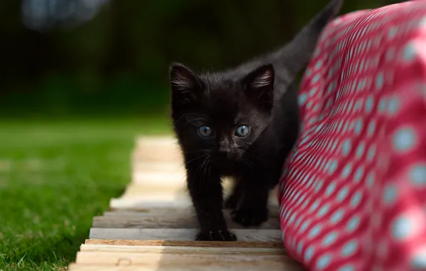 Picture kitty, baby, black kitten