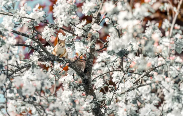 Picture trees, nature, protein