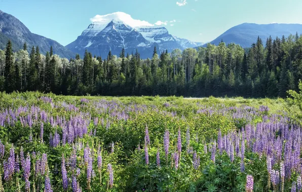 Picture the sky, landscape, flowers, mountains, nature, beauty, meadow