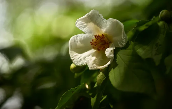 Greens, white, leaves, flowers, branches, nature, background, petals