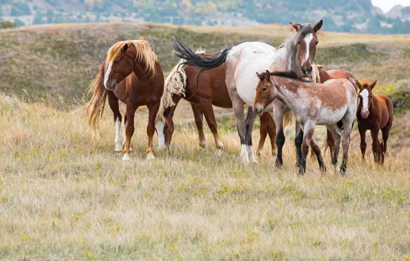 Picture nature, horse, horse, the herd