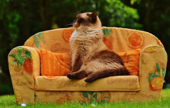 Greens, cat, summer, grass, cat, pose, heat, sofa