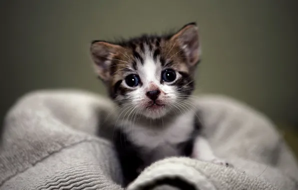 Look, macro, kitty, towel, friendly